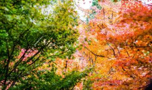 business reinvention natural process