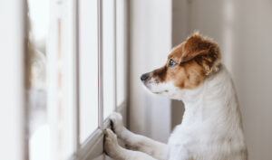 post-pandemic pet care